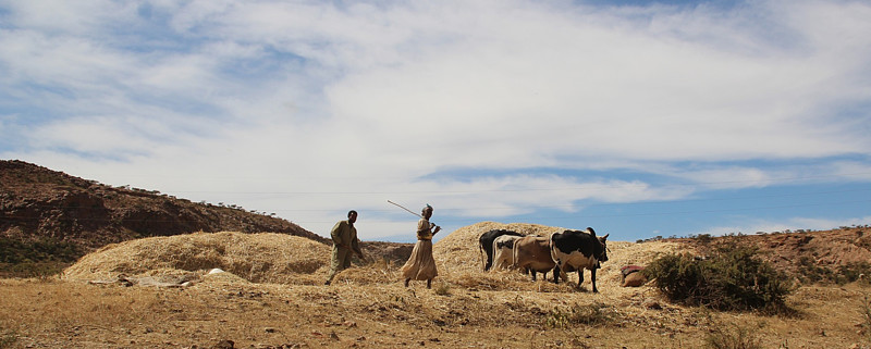 “牛基”沉浮录:穿越牛熊者寥寥 价值为锚者长青