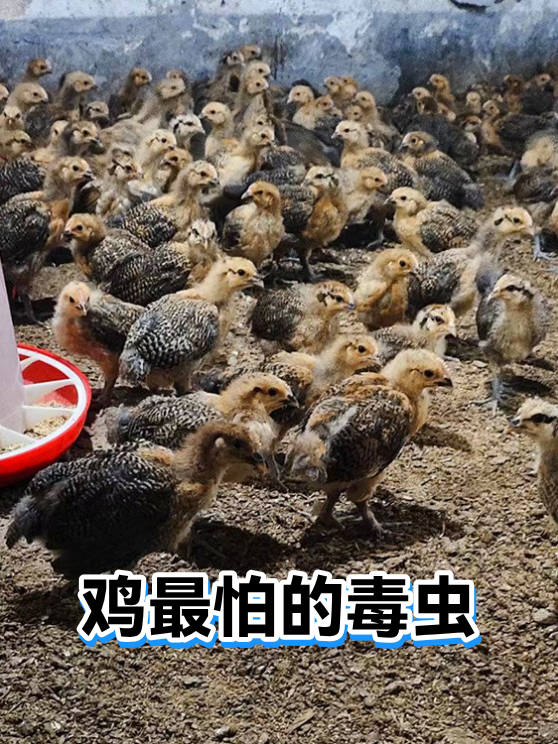剧痛!别碰!别揉!近期这种毒虫频现,有人一不小心就中招了!